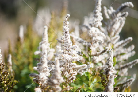 Solidago altissima（高發泡草）的果實和絨毛 97501107