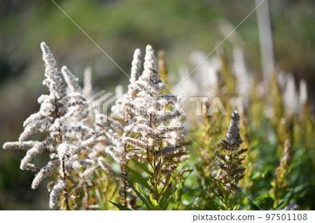 Solidago altissima（高發泡草）的果實和絨毛 97501108