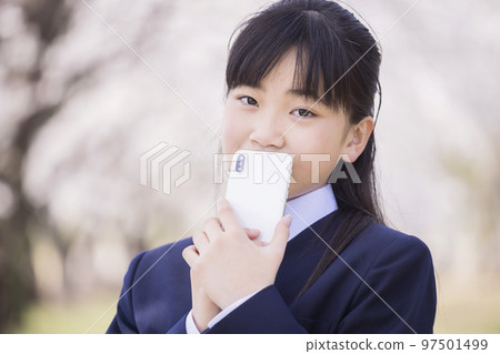 A new junior high school student with a smartphone in front of cherry blossoms 97501499