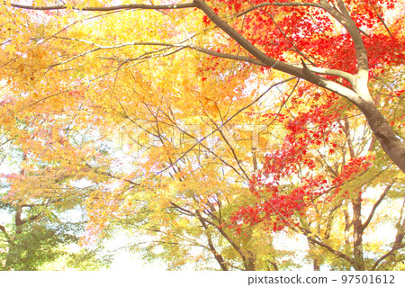Colorful maple tree Colorful maple tree 97501612