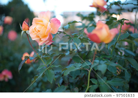 Beautiful and bold rose Beautiful and bold rose 97501633
