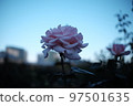 晨光中的一朵玫瑰 97501635