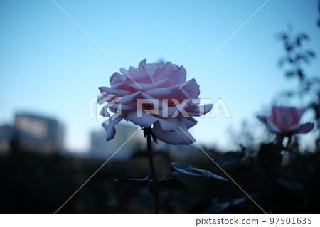 A single rose in the morning glow A single rose in the morning glow 97501635