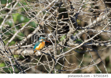 藍寶石翠鳥 藍寶石翠鳥 97501645