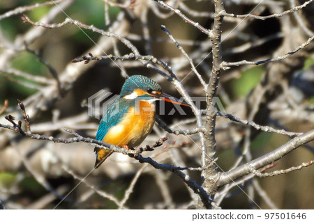 藍寶石翠鳥 藍寶石翠鳥 97501646