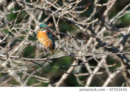 藍寶石翠鳥 藍寶石翠鳥 97501648