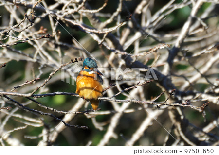 blue gem kingfisher 97501650