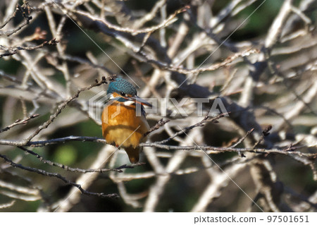 blue gem kingfisher blue gem kingfisher 97501651