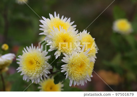 開花在日本冬天庭院裡的黃色雙菊花 97501679