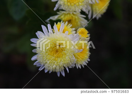 Yellow double chrysanthemum flowers blooming in a Japanese winter garden Yellow double chrysanthemum flowers blooming in a Japanese winter garden 97501683