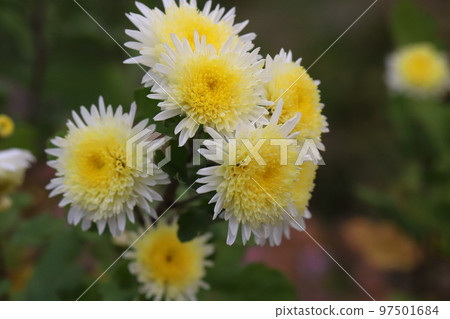 Yellow double chrysanthemum flowers blooming in a Japanese winter garden Yellow double chrysanthemum flowers blooming in a Japanese winter garden 97501684