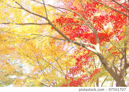 Colorful maple tree Colorful maple tree 97501707
