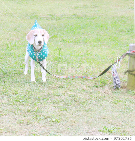 小獵犬狗在散步休息 97501785