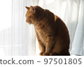 A cat sleeping while sitting by a bright window 97501805