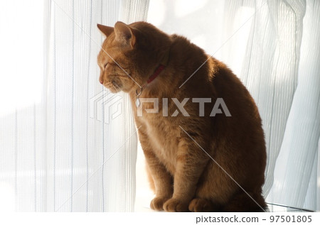 一隻貓坐在明亮的窗邊睡覺 一隻貓坐在明亮的窗邊睡覺 97501805