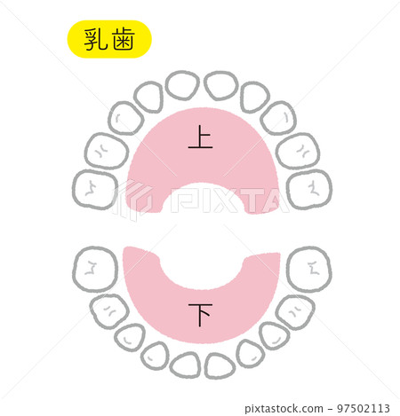 deciduous dentition color with gums 97502113