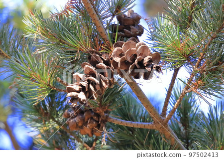 Goyo pine nuts (pine cones)　 97502413