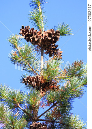 Goyo pine nuts (pine cones) - Stock Photo [97502417] - PIXTA