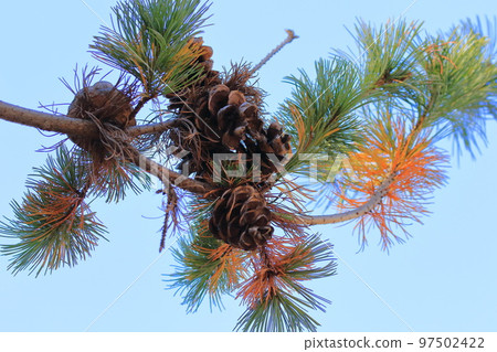 Goyo pine nuts (pine cones) - Stock Photo [97502422] - PIXTA