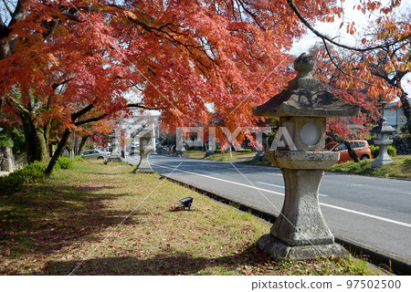 Autumn Hiyoshi Taisha Shrine Omotesando autumn leaves Sakamoto, Otsu City, Shiga Prefecture 97502500