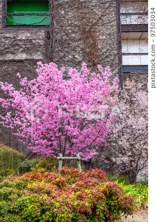 明亮的粉紅色陽光櫻花 明亮的粉紅色陽光櫻花 97503034
