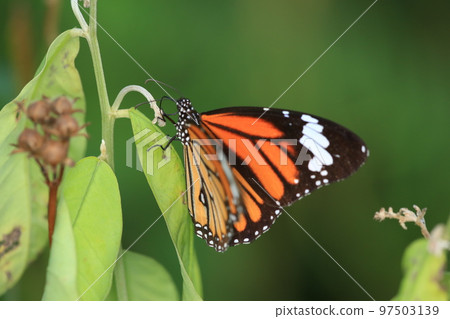 a Monarch Butterfly, Monarch butterflies in autumn blooming asters. a Monarch Butterfly, Monarch butterflies in autumn blooming asters. 97503139