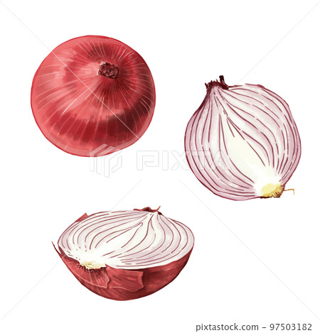 手繪水彩紅洋蔥插圖集 97503182