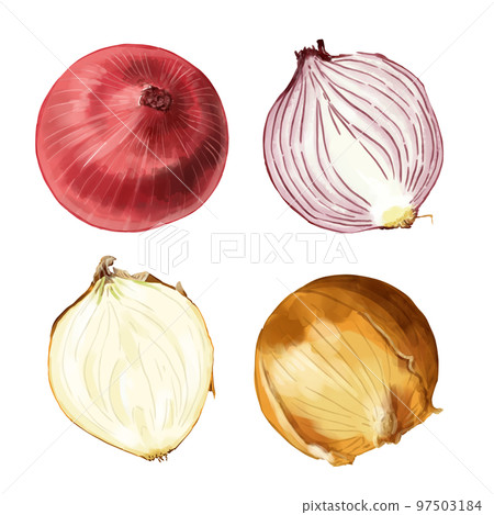 手繪水彩紅洋蔥和洋蔥插圖集 手繪水彩紅洋蔥和洋蔥插圖集 97503184
