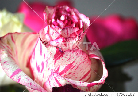 Floral background. A rose bud with an exquisite pattern on the petals. White-pink color on a light background close-up. 97503198