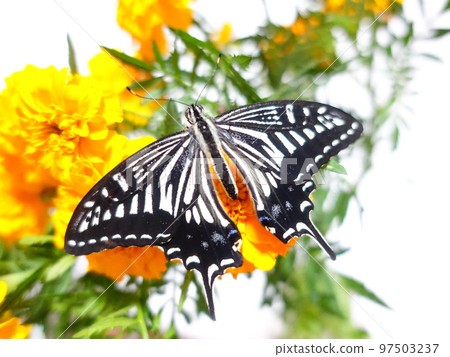 Swallowtail butterfly Swallowtail butterfly Nami swallowtail butterfly butterfly 97503237