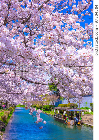 京都運河櫻花和伏見十國船 97504384