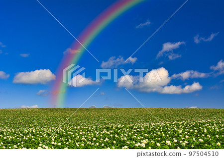 Potato field in Memanbetsu 97504510
