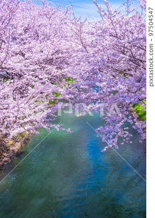 京都伏見運河櫻花 97504547