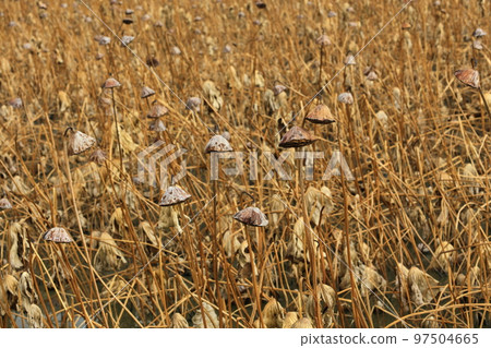 枯萎的荷花池 97504665