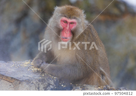 Jigokudani Monkey Park in winter Japanese macaques (snow monkeys) Jigokudani Monkey Park in winter Japanese macaques (snow monkeys) 97504812