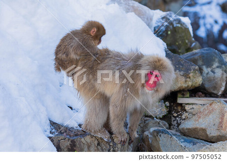 Jigokudani Monkey Park in winter Japanese macaques (snow monkeys) parent and child 97505052