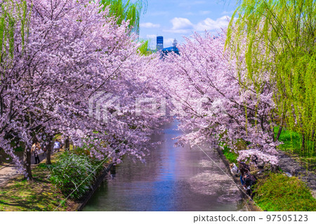 Kyoto Fushimi canal cherry blossoms Kyoto Fushimi canal cherry blossoms 97505123
