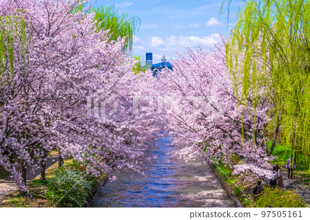 Kyoto Fushimi canal cherry blossoms 97505161