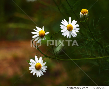 Daisies with white petals on a dark green background. In the garden. Daisies with white petals on a dark green background. In the garden. 97505380