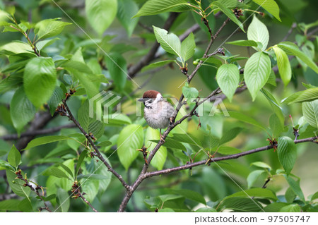 公園的麻雀 公園的麻雀 97505747