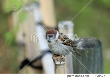 Park's sparrow 97505749