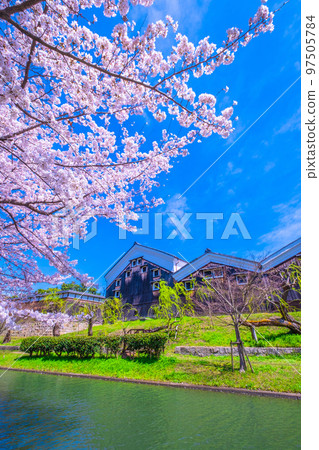 Kyoto Fushimi canal cherry blossoms 97505784
