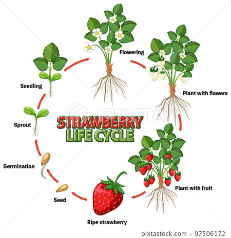 Life cycle of strawberry diagram 97506172