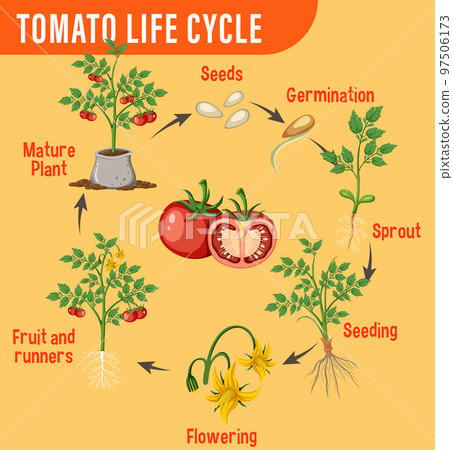Life cycle of a tomato plant diagram 97506173