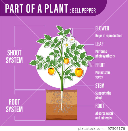 Diagram showing parts of a plant 97506176