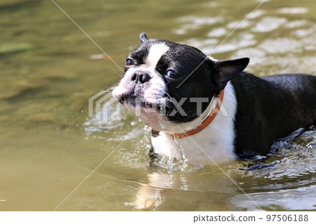 do boston terriers like to swim