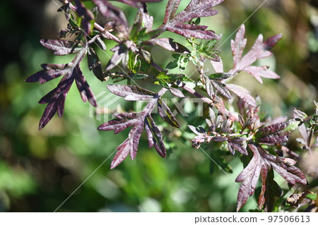 秋葉的艾蒿 秋葉的艾蒿 97506613