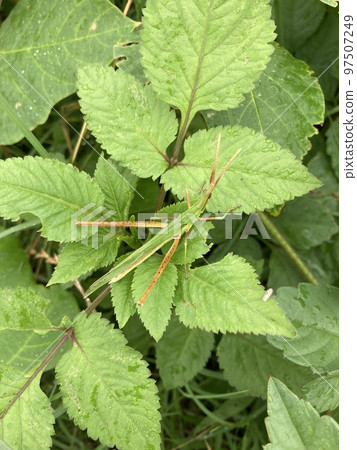 A grasshopper that inhabits the banks of the Arakawa River in Kawaguchi City, Saitama Prefecture. A grasshopper that inhabits the banks of the Arakawa River in Kawaguchi City, Saitama Prefecture. 97507249