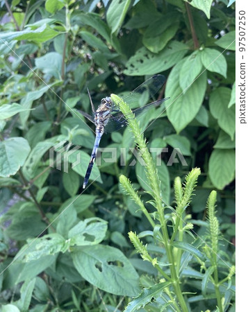 White dragonfly resting in a planting in the city of Kawaguchi City, Saitama Prefecture White dragonfly resting in a planting in the city of Kawaguchi City, Saitama Prefecture 97507250
