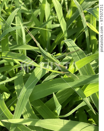 A grasshopper that inhabits the banks of the Arakawa River in Kawaguchi City, Saitama Prefecture. A grasshopper that inhabits the banks of the Arakawa River in Kawaguchi City, Saitama Prefecture. 97507251